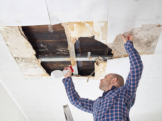 Best Environmental Consulting for Mold Prevention  in , NH